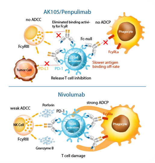 The only new PD-1 monoclonal antibody that applies the IgG1 subtype with modified Fc domain